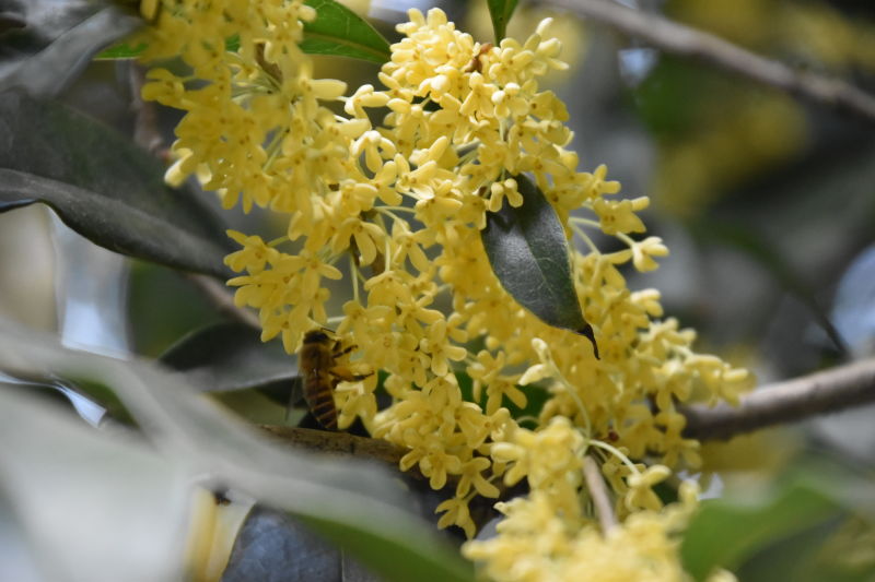 共青森林公园迎来桂花盛花期