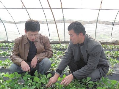 【河南好项目-图片】【 移动端-焦点图】小草莓连接脱贫梦