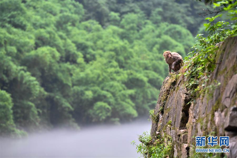 重庆统景：两岸“猿声”啼不住