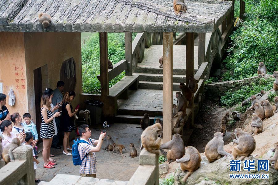 重庆统景：两岸“猿声”啼不住