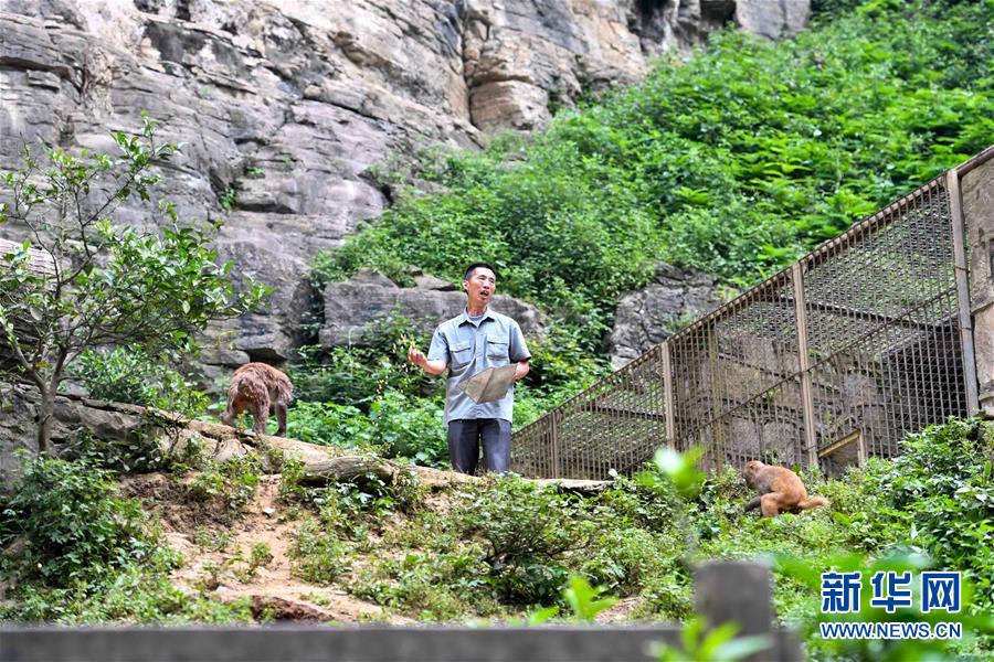 重庆统景：两岸“猿声”啼不住