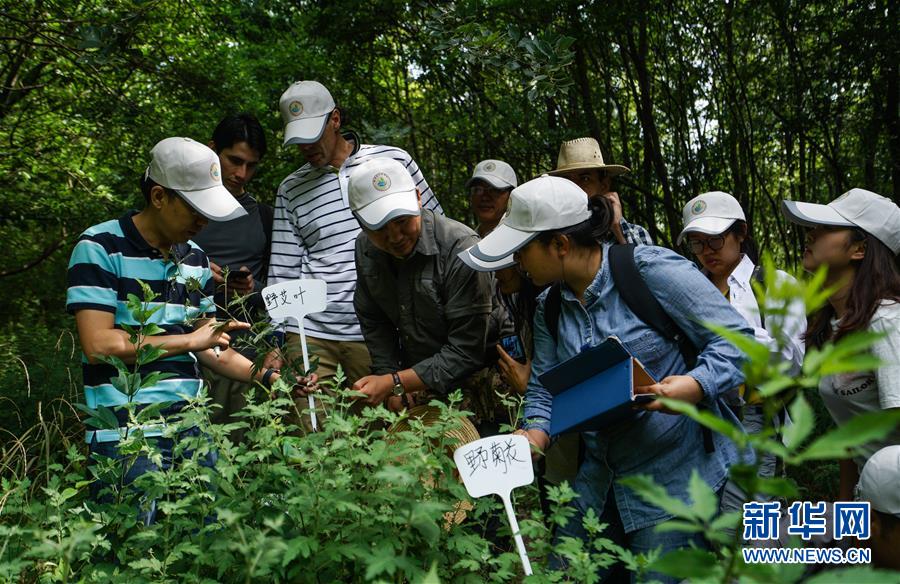 江苏南京：“洋学生”进深山识百草