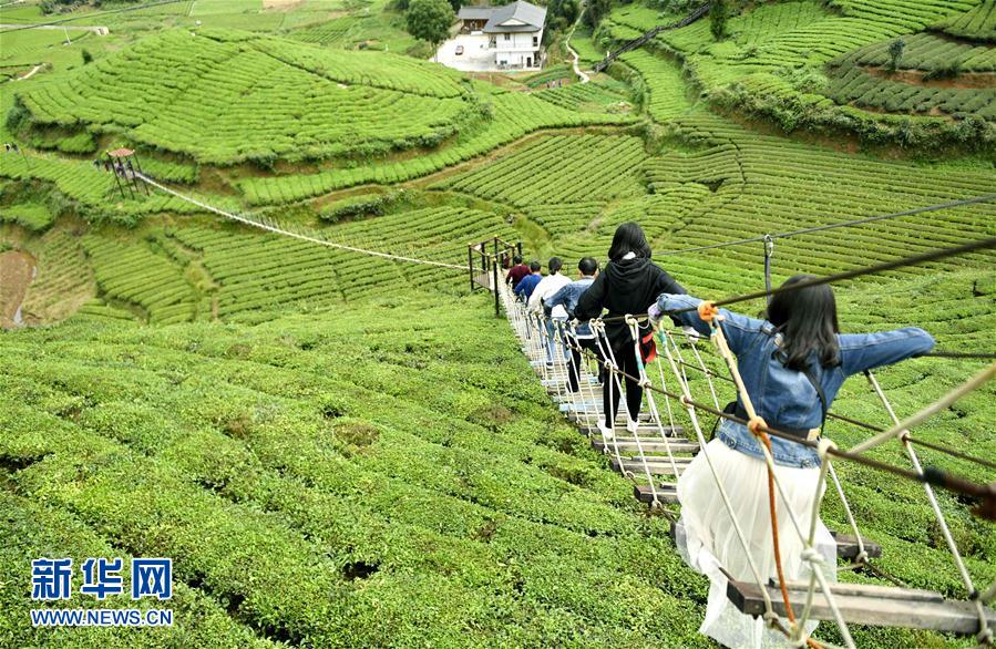 湖北恩施：“空中栈道”赏茶度假