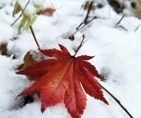 本溪市枫林谷森林公园迎来2018年首场雪凇