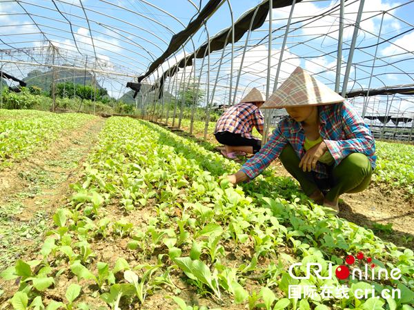 【唐已审】【原创】大化三十年 点赞瑶乡新变化——记河池市大化瑶族自治县成立30年来的发展新成就