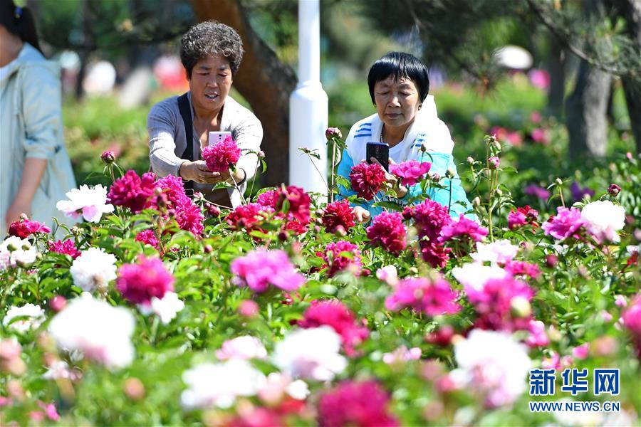 长春：芍药花开游人来