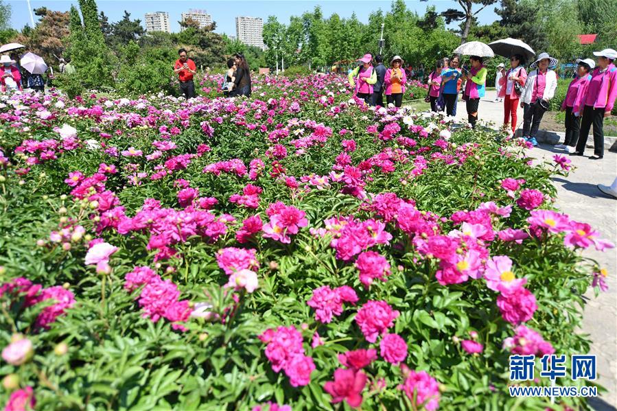 长春：芍药花开游人来