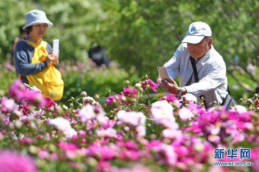 长春：芍药花开游人来