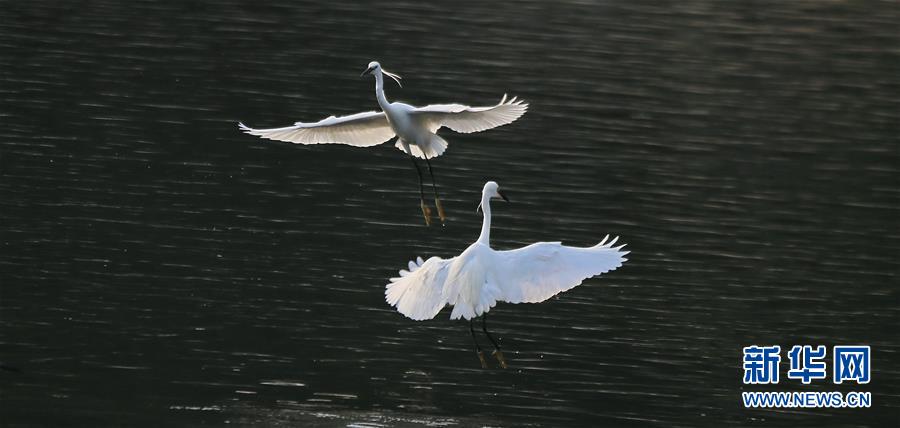 鹭舞清河