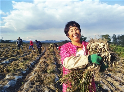 冯家屯村花生喜获丰收