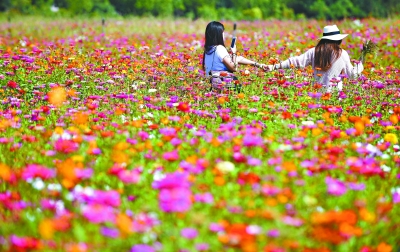 （文末有封面图）【游武汉 新体验】【乐活武汉-景点-图片列表】江城秋花盛开秋景怡人