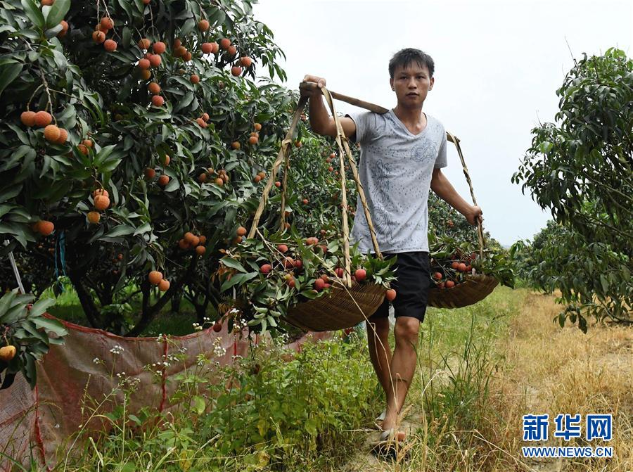 广西灵山县荔枝陆续上市