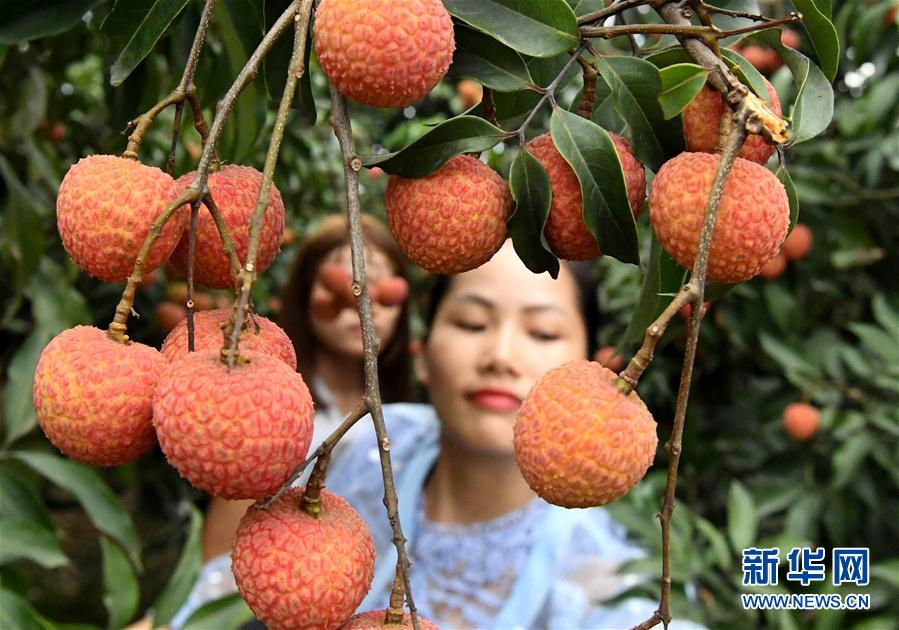 广西灵山县荔枝陆续上市