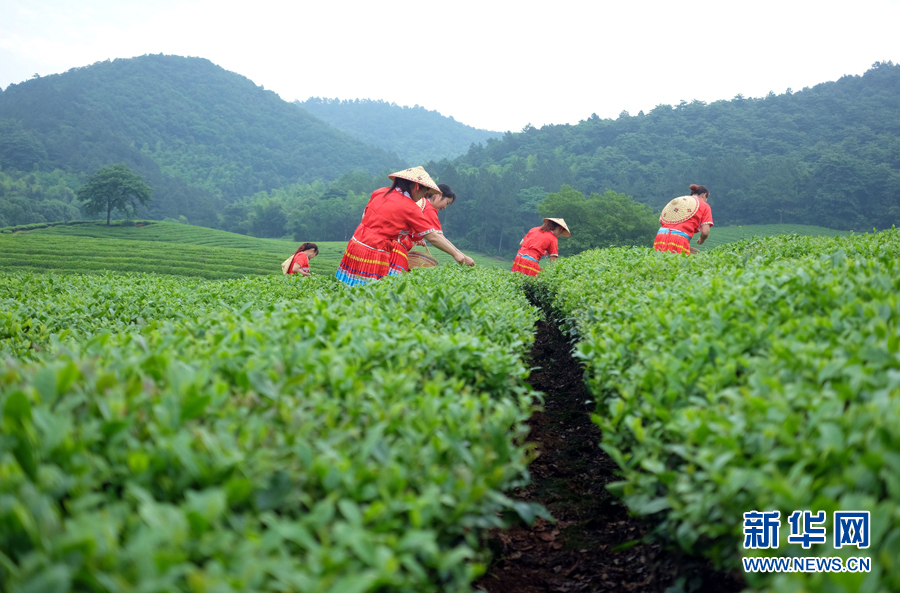 皖南名茶：清香自田间浮