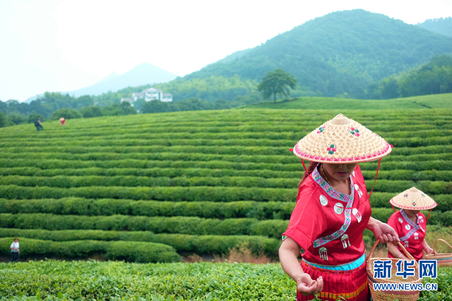 皖南名茶：清香自田间浮