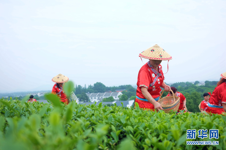 皖南名茶：清香自田间浮