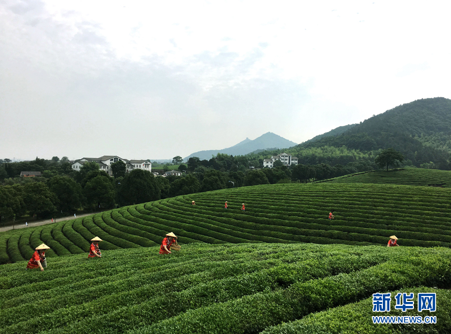 皖南名茶：清香自田间浮