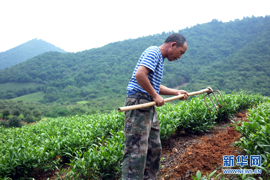 皖南名茶：清香自田间浮