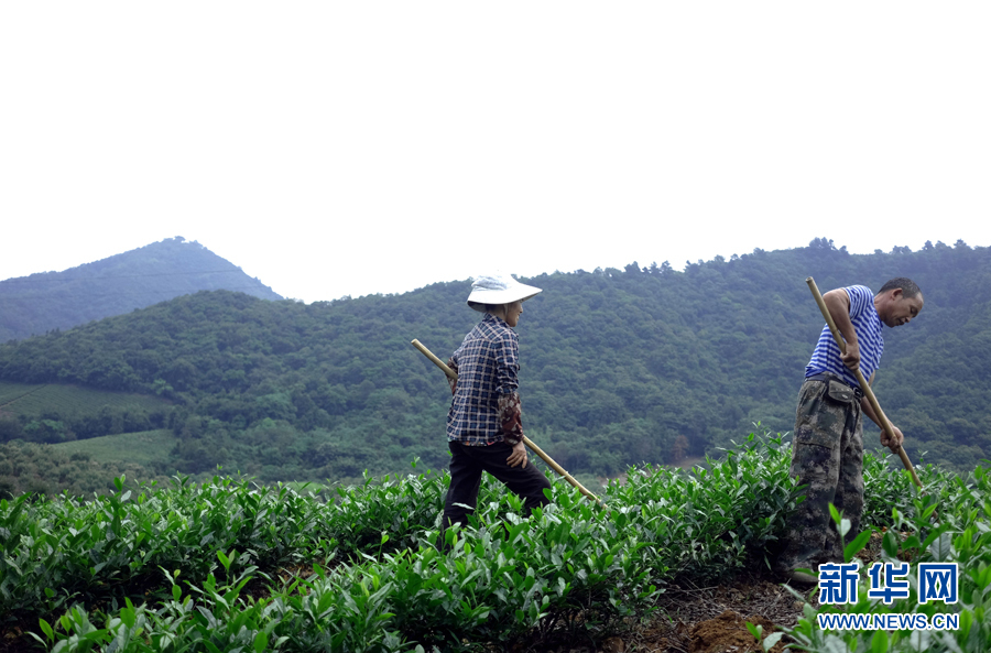 皖南名茶：清香自田间浮