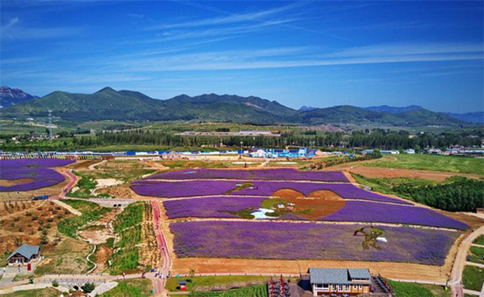 河北秦皇岛：花海绘就艺术景观_fororder_CqgNOlvG8oaAa5sAAAAAAAAAAAA492.800x515