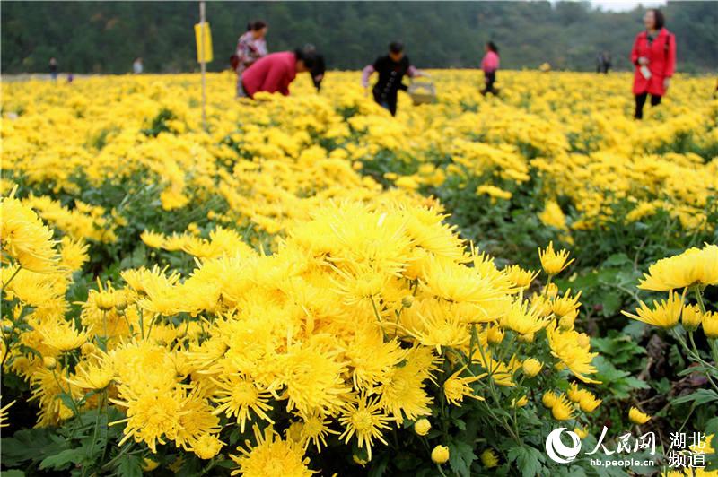 湖北十堰：武当道菊丰收 助农增收致富