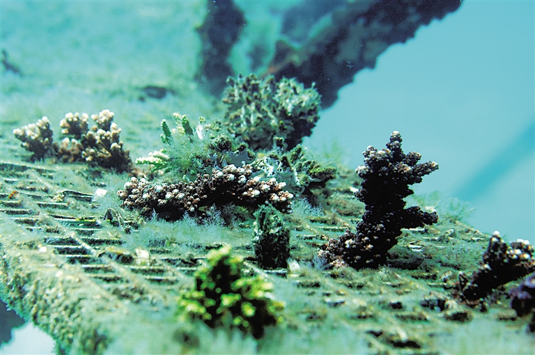 【头条文字列表】【即时快讯】海南推动海洋牧场建设 给海洋生物安家