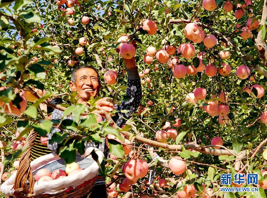 河北：金秋硕果富农家