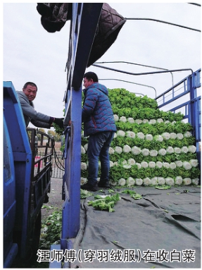 哈尔滨秋菜抢手价格上涨一倍 原因多