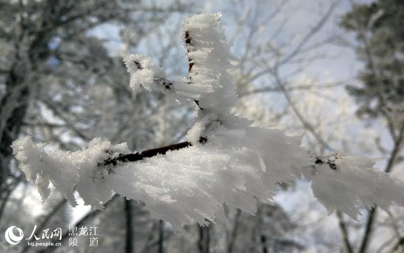 黑龙江凤凰山国家森林公园现十里雪凇雾凇景观