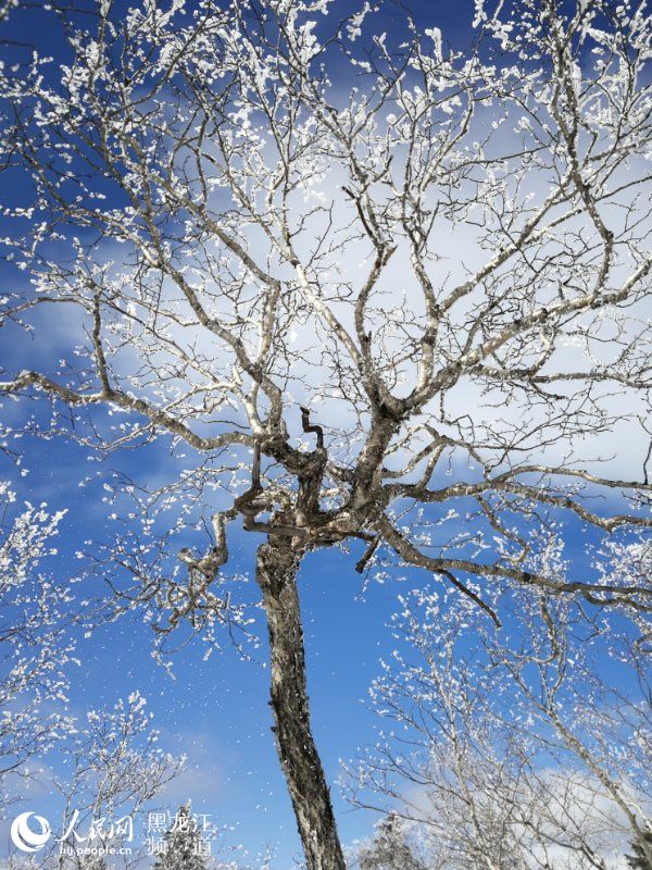 黑龙江凤凰山国家森林公园现十里雪凇雾凇景观