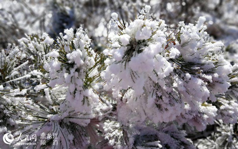 黑龙江凤凰山国家森林公园现十里雪凇雾凇景观