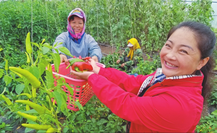 十年绿色种植路 农民致富领头雁