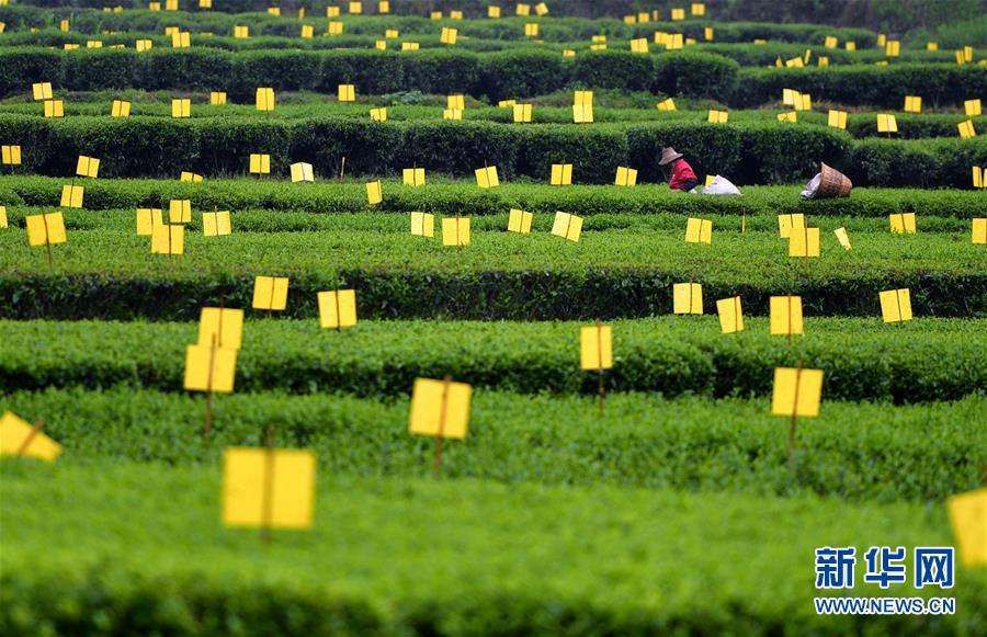 湖北恩施：“黄金盾牌”护茶园