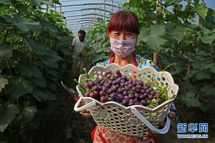 河北永清：冷棚葡萄成农民增收新亮点