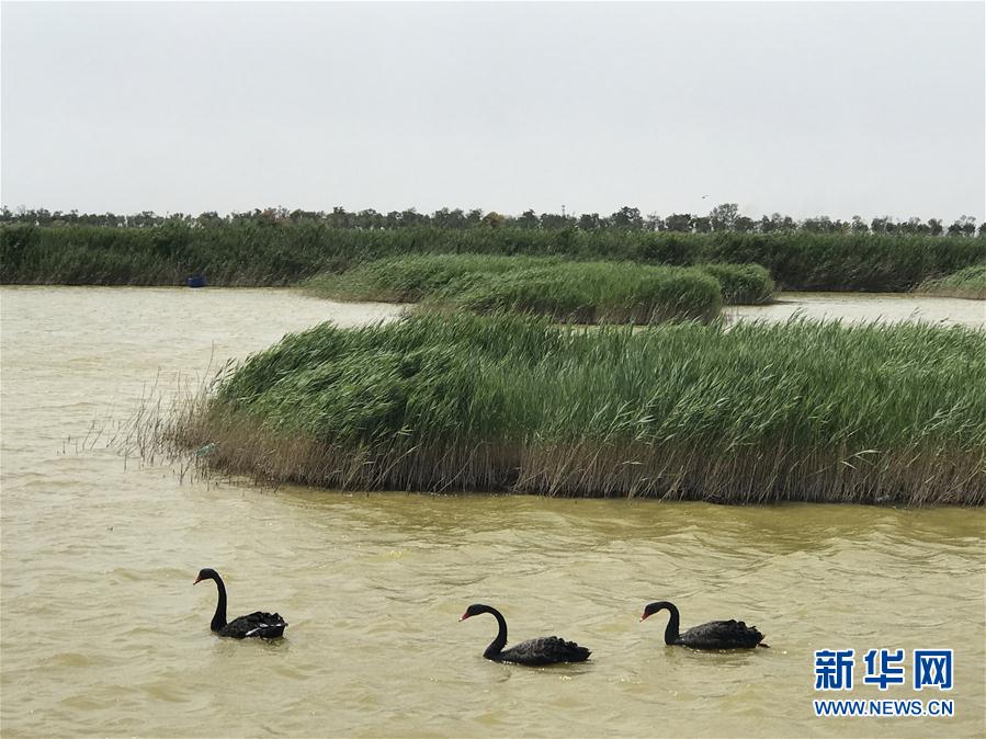 生态修复引候鸟 花园氧吧引游客