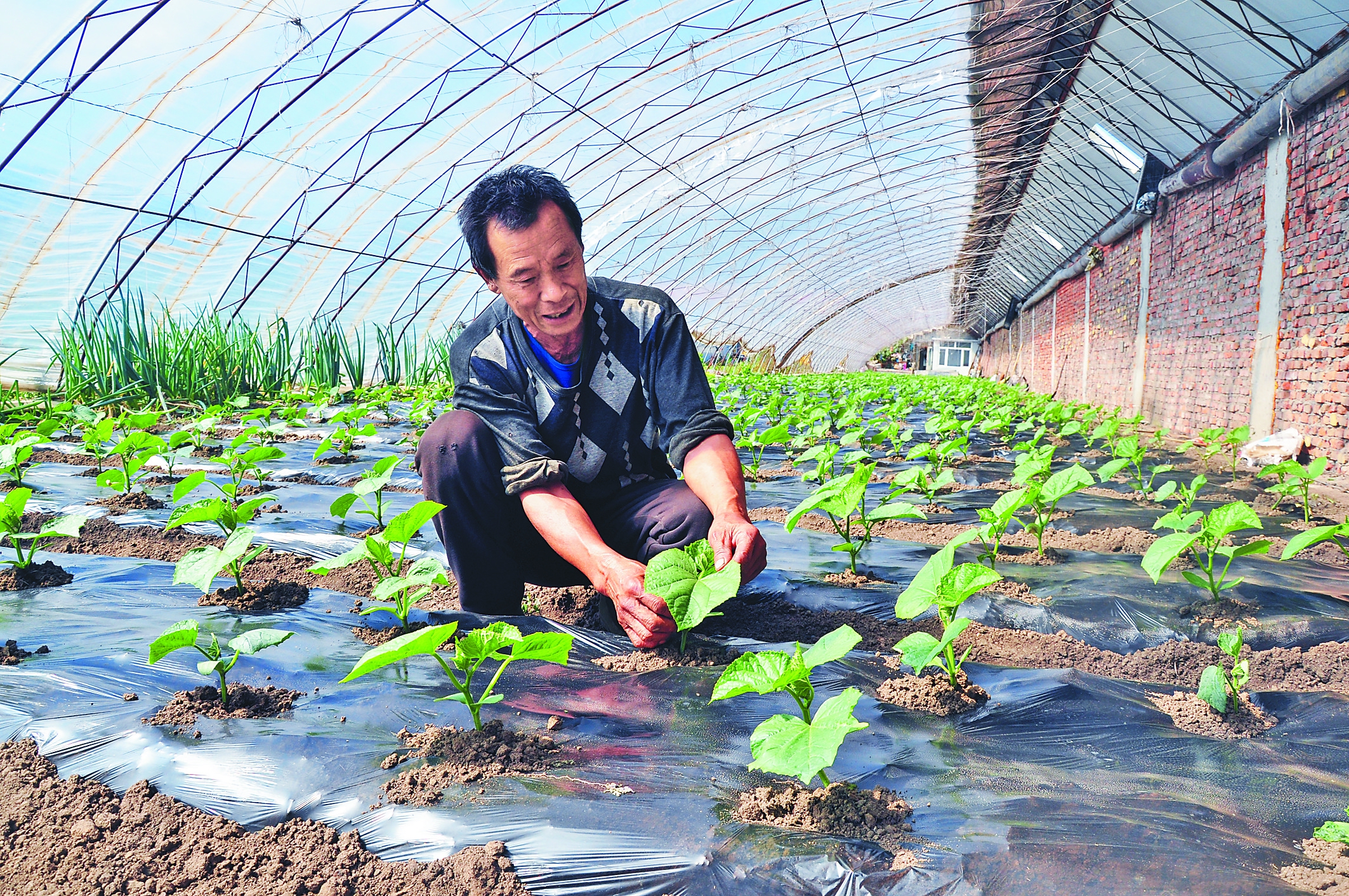 大棚蔬菜种出幸福生活