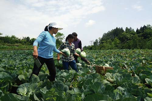 【区县联动】【黔江】黔江种生态蔬菜实现稳定增收 撑起脱贫"蓝天"【区县联动】重庆黔江种生态蔬菜实现稳定增收