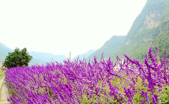 夷陵鼠尾花浪漫来袭 陌上花海等君来