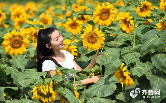 枣庄台儿庄湿地：向日葵荷花竞相绽放