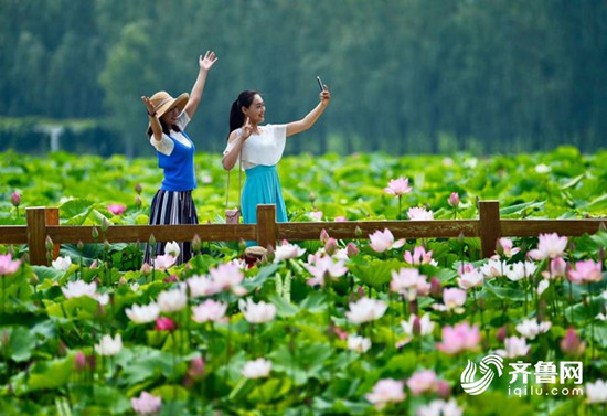 枣庄台儿庄湿地：向日葵荷花竞相绽放