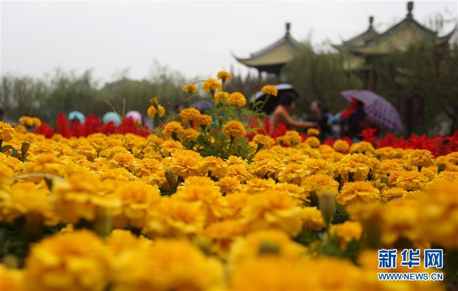 江苏扬州：瘦西湖菊花绽放迎客来