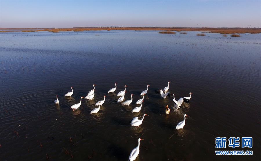 成群白鹤来到沈阳市法库县獾子洞湿地觅食