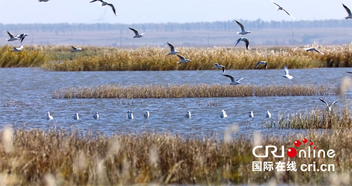 01【吉林】【供稿】【白山松水（大图）】【CRI看吉林（标题）】【生态吉林（图+标题+摘要）】10万余只候鸟云集吉林波罗湖国家级自然保护区