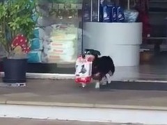 巴西聪明小狗每天自己买狗粮 主人超省心_fororder_dog-buys-food-himself-pituco-brazil-1