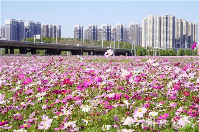 武汉闹市有一片花海 却无人问津