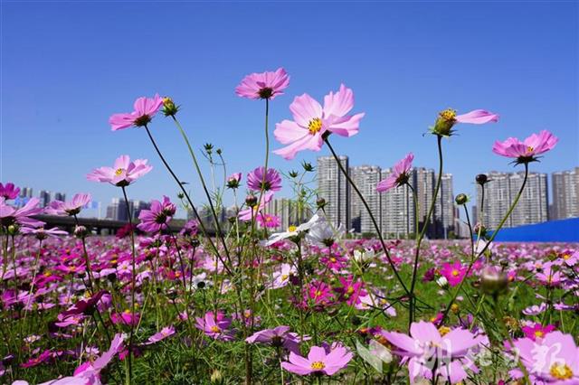 武汉闹市有一片花海 却无人问津