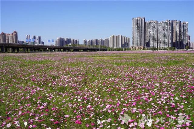 武汉闹市有一片花海 却无人问津