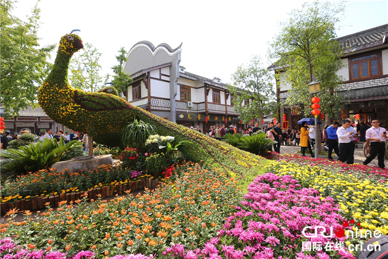 宜昌市第33届菊花展在龙泉铺古镇启幕