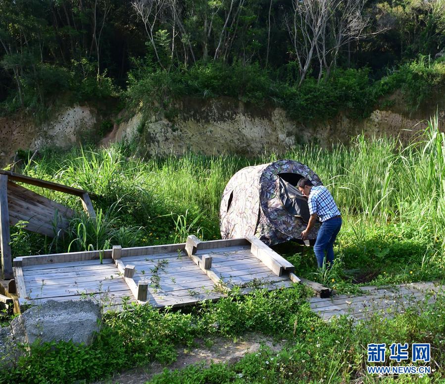 寸金之地养“野鸟”——厦门五缘湾栗喉蜂虎自然保护区见闻