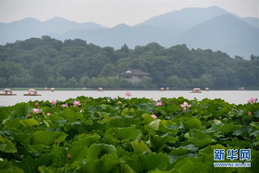 西湖赏荷正当时